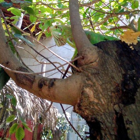 Maria Teresa Bragança Pousada Jijoca de Jericoacoara Bagian luar foto